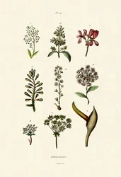 Inflorescencia, 1833-39